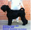 Russischer Schwarzer Terrier Hund