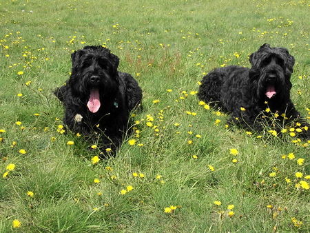 Russischer Schwarzer Terrier Taika u.Zeus.Endlich Sommer???