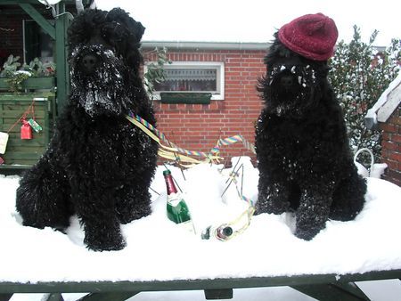 Russischer Schwarzer Terrier Ein glückliches 2008