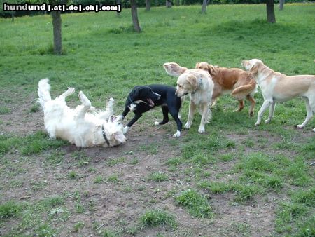 Schweizer Laufhund mit euch spiele ich später