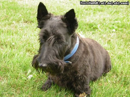 Scottish Terrier Schröder der aufmerksamme Wachhund....