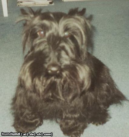 Scottish Terrier Aiby, der süße Scottie