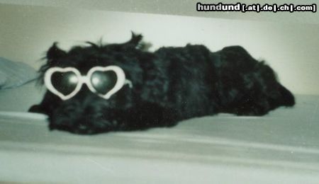 Scottish Terrier Aiby mit Sonnenbrille