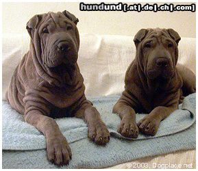 Shar Pei Qin & Pao