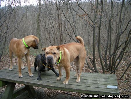 Shar Pei das ist SAM mit unserem zweiten hundi (MAGGIE)