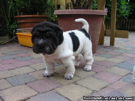 Shar Pei zwart/wit flowered shar-pei