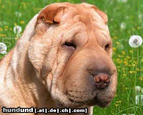 Shar Pei Chernyi Chizh Ninka Kak Katinka Club Champion 2005