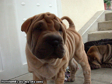 Shar Pei welpe