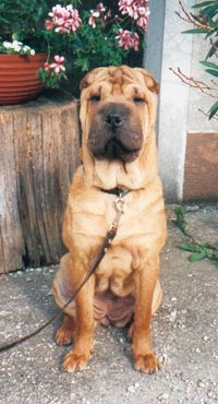 Shar Pei Farah