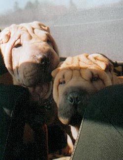 Shar Pei