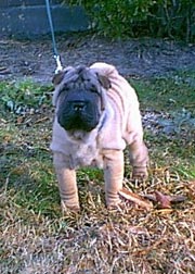 Shar Pei