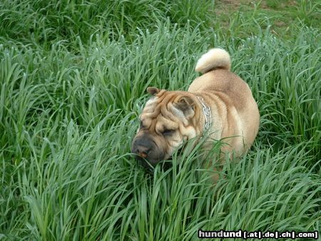 Shar Pei SHOGUN