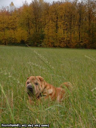 Shar Pei JIAN