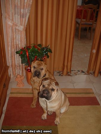 Shar Pei ALLE JAHRE WIEDER KOMMT DAS CHRISTKIND ......