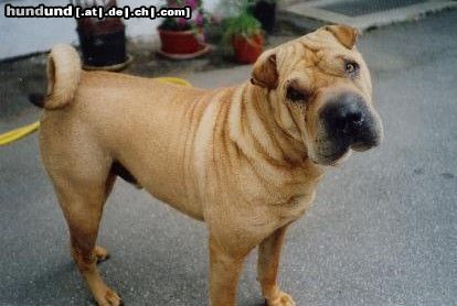 Shar Pei Das ist Shar Pei Rüde Bobby