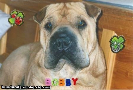 Shar Pei Das ist Shar Pei Rüde Bobby 