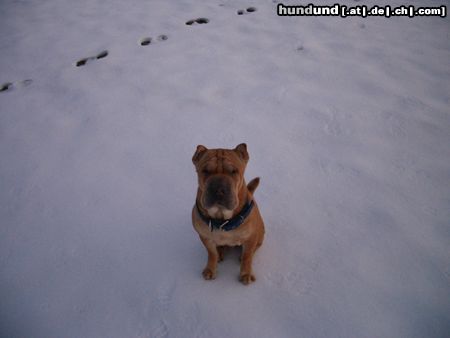 Shar Pei sam ( buizi)