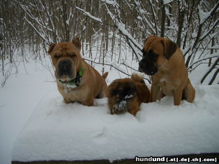 Shar Pei sam ( buizi) 