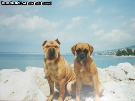 Shar Pei sam ( buizi) am meer