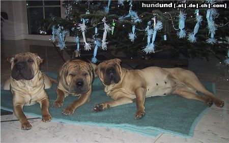 Shar Pei Marlehn`s Gang