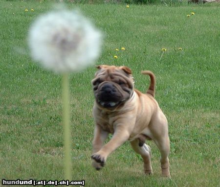 Shar Pei Angriff auf Löwenzahn?