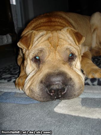 Shar Pei Wer kann diesen Blick widerstehen?