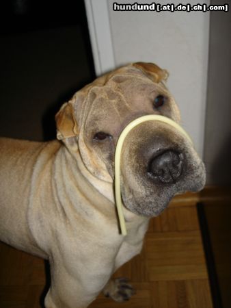 Shar Pei Xenia mit einer Nudel *grins*