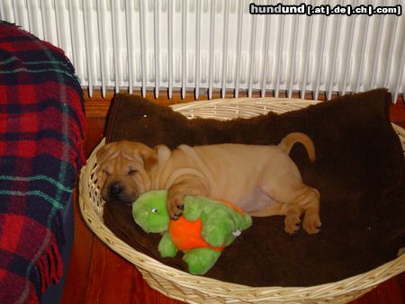 Shar Pei süsse träume