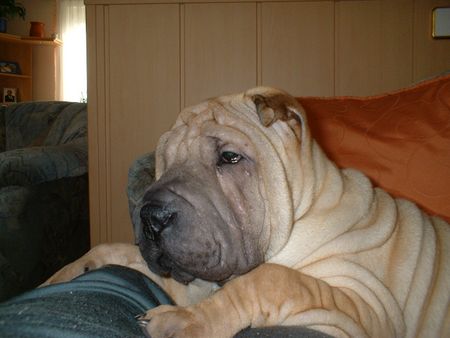 Shar Pei Maruso´s Farah und Aint he like a Dream