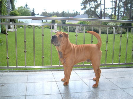 Shar Pei