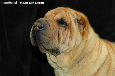 Shar Pei CACIB Erfurt