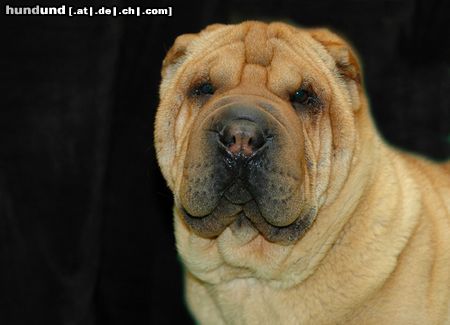 Shar Pei CACIB Erfurt