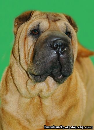 Shar Pei CACIB Erfurt