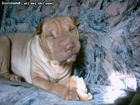 Shar Pei Unsere Falte nimmersatt..