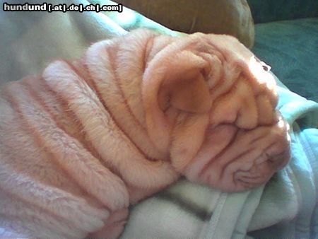 Shar Pei Odin