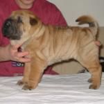 Shar Pei Jefferson