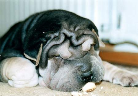 Shar Pei Hitchkoock