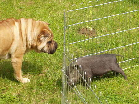 Shar Pei SHOGUN & MADDOX 