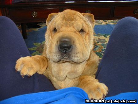 Shar Pei bin ich nicht süüüüüüüüüüüüß