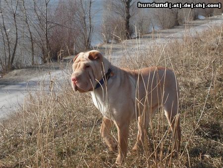 Shar Pei Mein Liebling