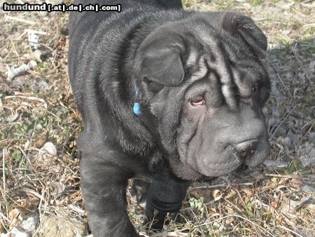 Shar Pei Unser Knuffel