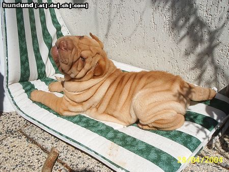 Shar Pei Odin