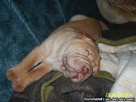 Shar Pei Odin