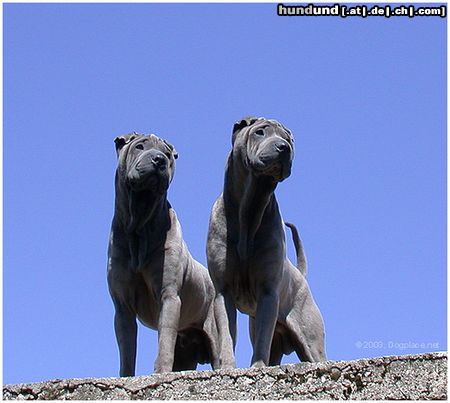 Shar Pei 7 monate 