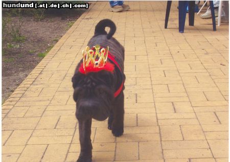 Shar Pei unsere liebe Jessy 20 wochen alt