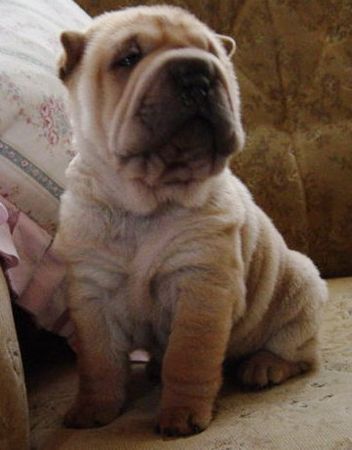 Shar Pei I love Shar-Pei