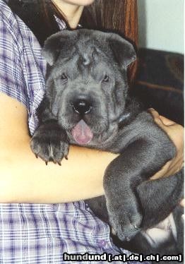 Shar Pei Das ist Shar Pei Hündin Shari als Welpe