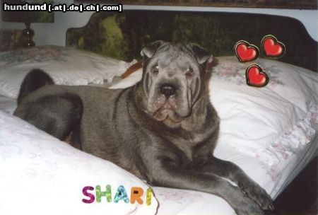 Shar Pei Das ist Shar Pei Hündin Shari   (blau)