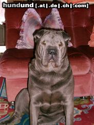 Shar Pei Das ist Shar Pei Hündin Shari im Alter von fast 2 Jahren