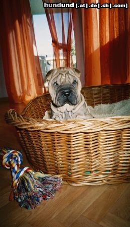 Shar Pei Happy-Hippo`s SILA 11/2004